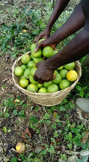 Ferme Aménopé Togo
