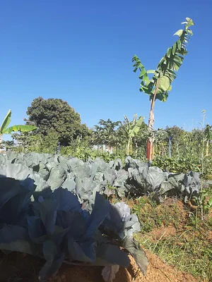 Horta Orgânica Comunitária Girassol