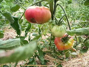 Maraîchage Bio, Permaculture et Agroécologie