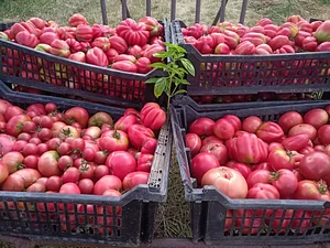 Maraîchage Bio, Permaculture et Agroécologie