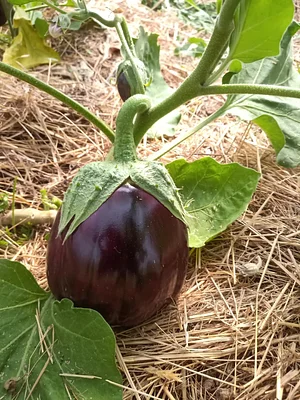 Maraîchage Bio, Permaculture et Agroécologie