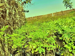 Permaculture Paradise Institute Learning Center