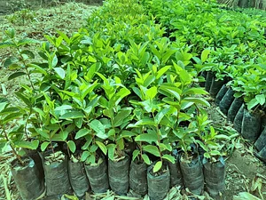 Permaculture Paradise Institute Learning Center
