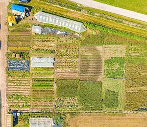 Los Perros Urban Farming