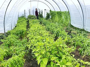 Los Perros Urban Farming