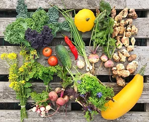 Los Perros Urban Farming