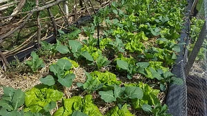 Conscious Earth Permaculture Farm
