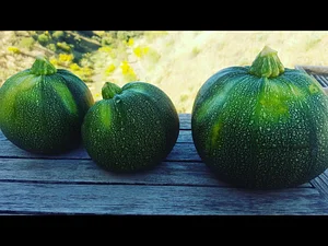 Conscious Earth Permaculture Farm