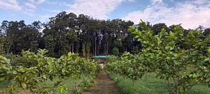 Forest Side Farm