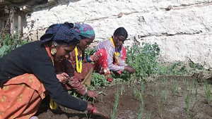 Women in Tanjakot, southern Humla in Nepal, planting SRI rice