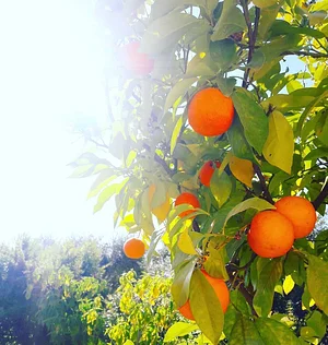 Marrakesh Organics