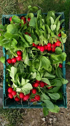 Cloughjordan Community Farm