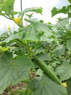 Cloughjordan Community Farm