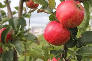 Cloughjordan Community Farm