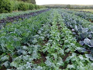 Cloughjordan Community Farm