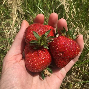 The Apricot Centre