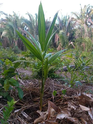 Cultivo de Abacaxi Agroecológico 1
