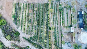 Syntropic Farming at La Loma Viva