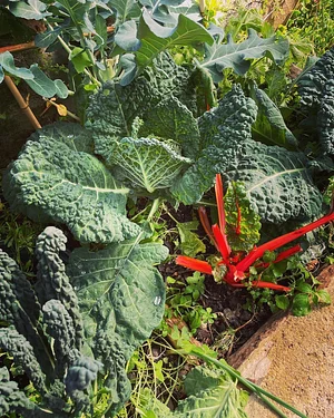 Syntropic Farming at La Loma Viva