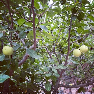 Syntropic Farming at La Loma Viva