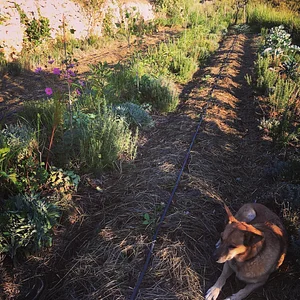 Syntropic Farming at La Loma Viva