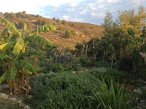 Syntropic Farming at La Loma Viva