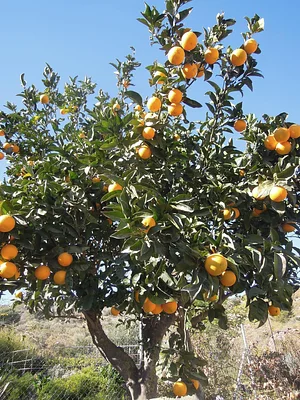Syntropic Farming at La Loma Viva