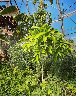 Syntropic Farming at La Loma Viva