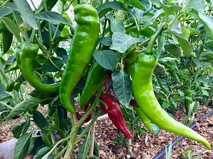 Syntropic Farming at La Loma Viva