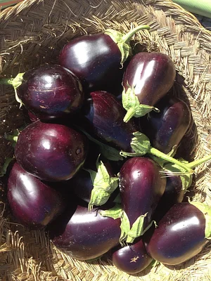 Syntropic Farming at La Loma Viva