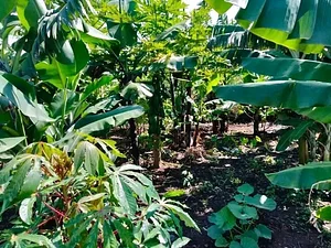 Kaswanga Permaculture and Syntropic Agroforestry Project