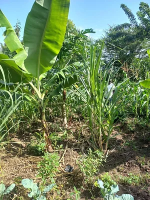 Kaswanga Permaculture and Syntropic Agroforestry Project