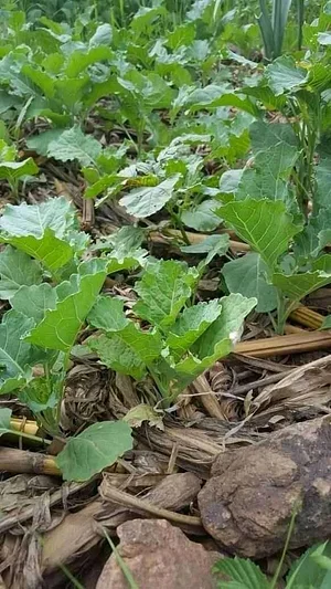 Kaswanga Permaculture and Syntropic Agroforestry Project