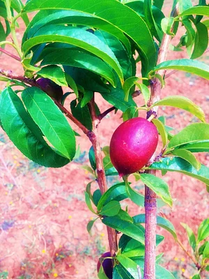 Marrakesh Organics