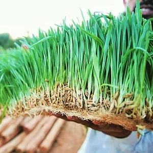 Marrakesh Organics