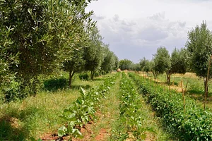 Marrakesh Organics
