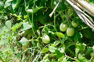 Marrakesh Organics