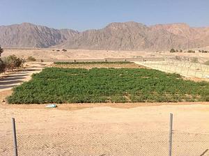 Habiba Organic Farm