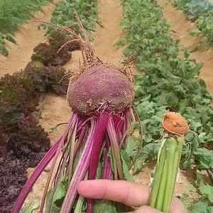 Habiba Organic Farm