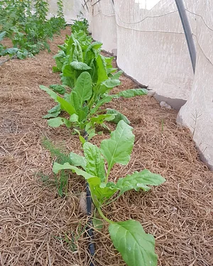 Habiba Organic Farm