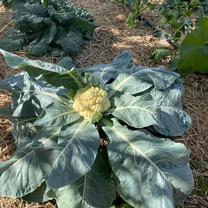 Habiba Organic Farm