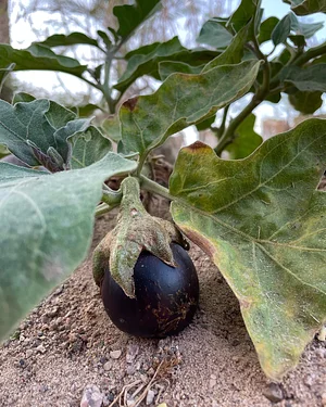 Habiba Organic Farm
