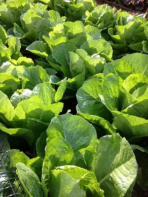 Regenerative Agriculture at Kupa'a