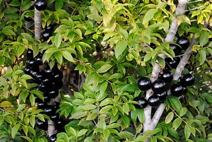 Regenerative Agriculture at Kupa'a