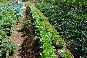 Regenerative Agriculture at Kupa'a