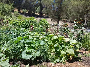Cloverfield Garden Beds