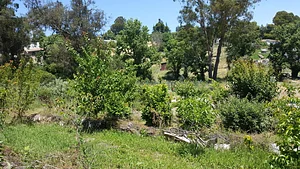 Cloverfield Orchard