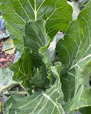 U-Pick Organic Farm Produce