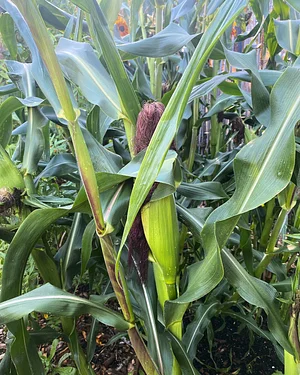 U-Pick Organic Farm Produce
