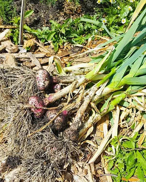 U-Pick Organic Farm Produce